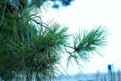 Low angle view of pine tree against sky