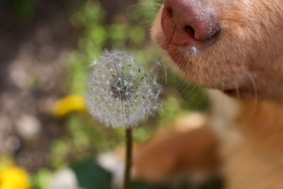 Close view of white dandelion broken by a sniffing dog nose, springtime