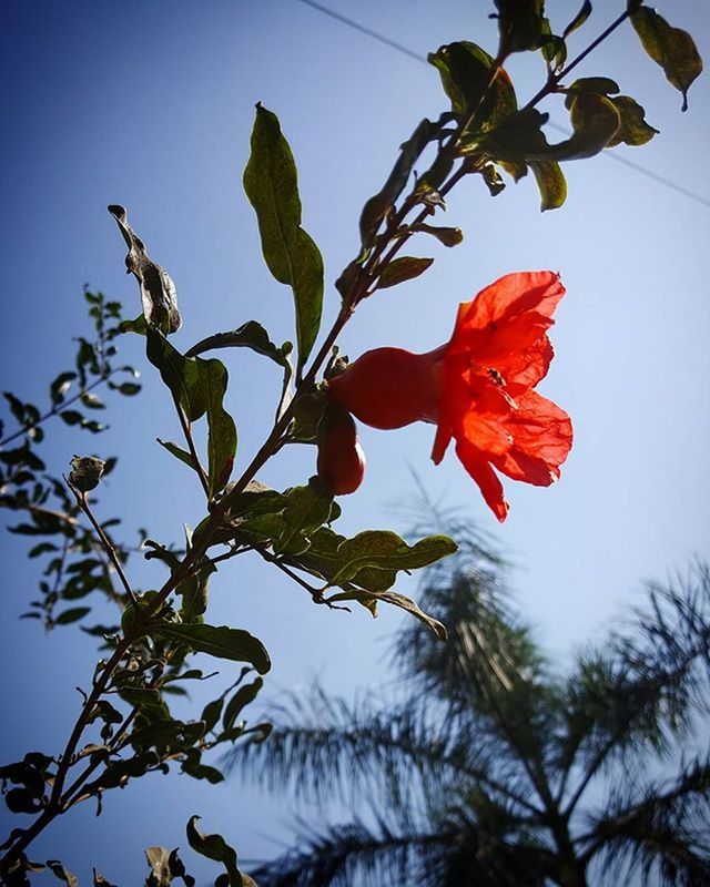 flower, low angle view, growth, freshness, fragility, petal, beauty in nature, leaf, branch, nature, clear sky, sky, red, flower head, tree, blossom, in bloom, blooming, close-up, blue