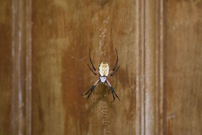 Spider on web against wooden wall