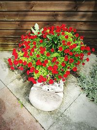 High angle view of red flowers