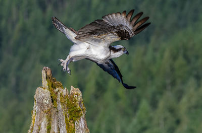 Close-up of a bird flying