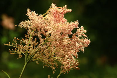 Close-up of cherry blossom plant