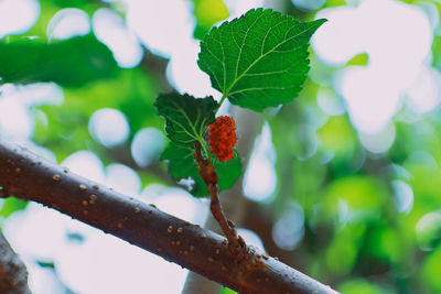 Close-up of berries on tree