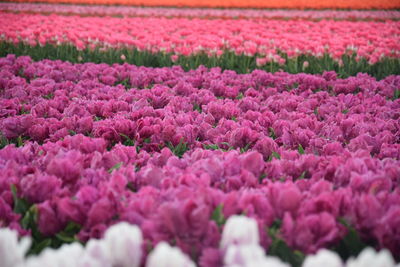 Full frame shot of pink flowers on field