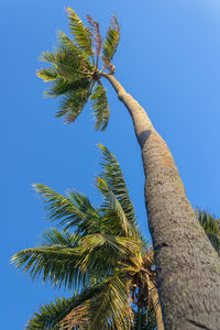 Low angle view of coconut palm tree against clear blue sky