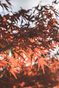 Low angle view of tree