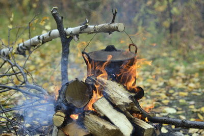 Low angle view of bonfire on tree in forest