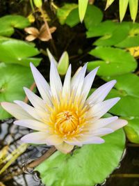 Close-up of white flowering plant