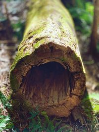 Close-up of mushroom growing on tree trunk