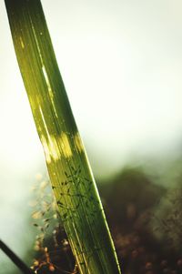 Close-up of fresh green leaf against sky