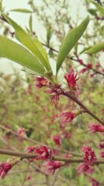 Close-up of red berries on tree