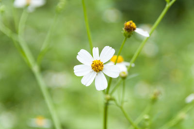 Close-up of chamomile blooming outdoors