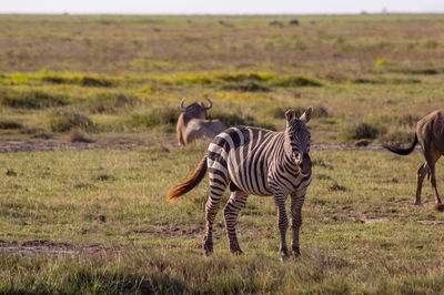 Zebra in the tall grass of the savannah of amboseli park in kenya