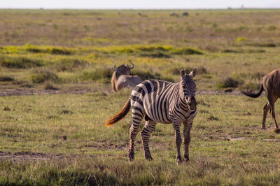 Zebras on a field