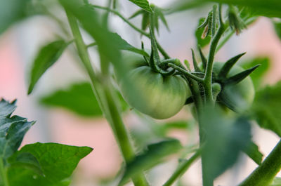 Close-up of fresh green plant