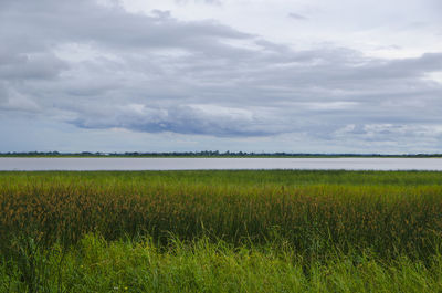 Scenic view of agricultural field against sky