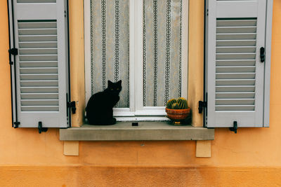 Cat sitting on window sill