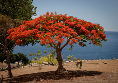 Trees by sea against sky