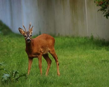 Deer on grassland