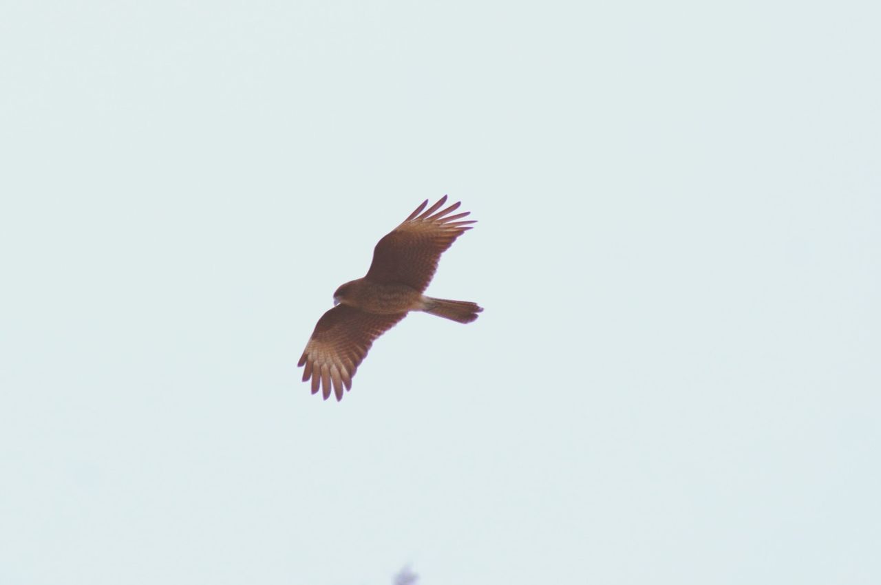 animal themes, flying, animals in the wild, bird, spread wings, wildlife, clear sky, copy space, one animal, low angle view, mid-air, nature, zoology, no people, outdoors, motion, sky, beauty in nature, day, full length