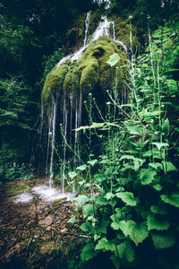 Plants growing in a forest