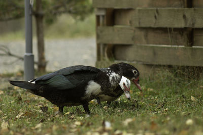 Side view of bird on field