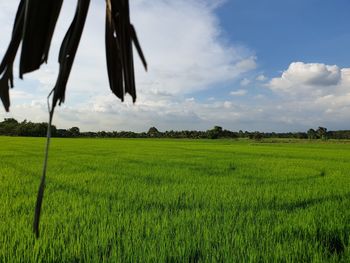 Scenic view of agricultural field against sky
