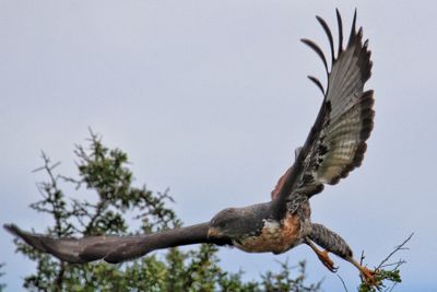 Low angle view of dead tree against clear sky