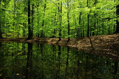 Reflection of trees in water