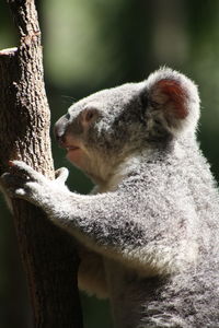 Close-up of rabbit on tree