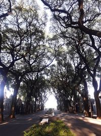 Road amidst trees against sky in city