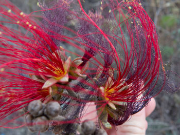 Close-up of pink flowers