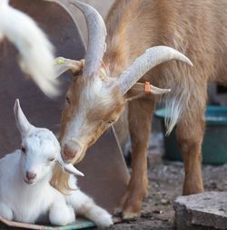 Close-up of goats