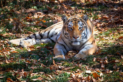 Close-up of tiger