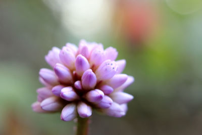Close-up of purple flower blooming outdoors
