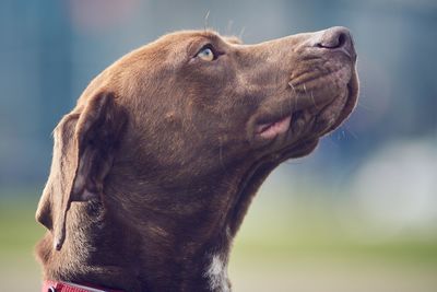 Close-up of elephant