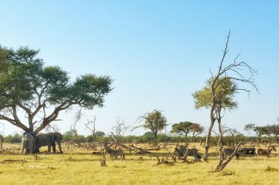 Horses grazing on field against clear sky