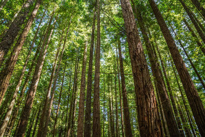 Low angle view of bamboo trees in forest