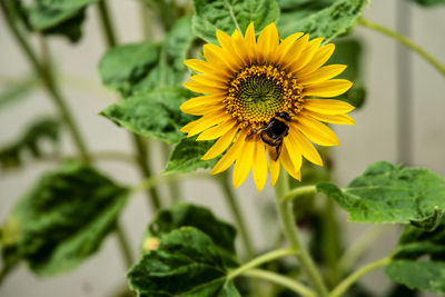 Close-up of bee pollinating on sunflower