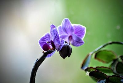 Close-up of purple flowers against blue sky