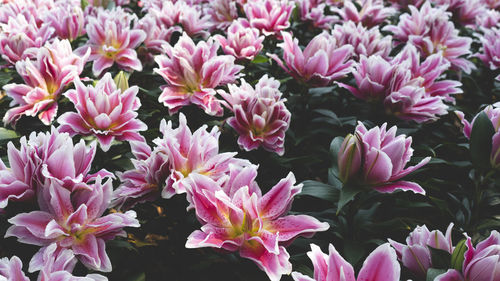 High angle view of pink flowering plants