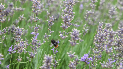 Bee pollinating on purple flowering plant