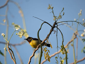 Low angle view of bird perching on tree against sky