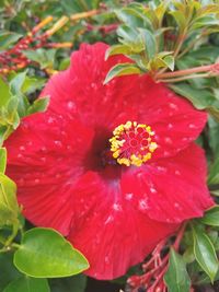 Close-up of red hibiscus blooming outdoors