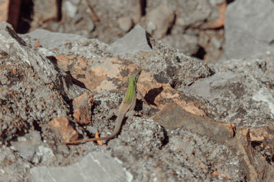 Full frame shot of rock