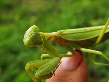 Close-up of insect on hand