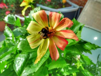 Close-up of bee on flower