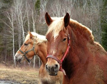 Horses in a field