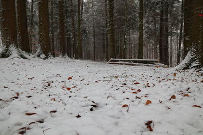 Snow covered land and trees in forest